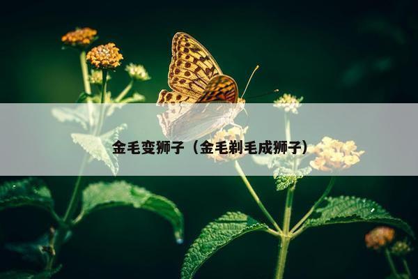 金毛变狮子（金毛剃毛成狮子）