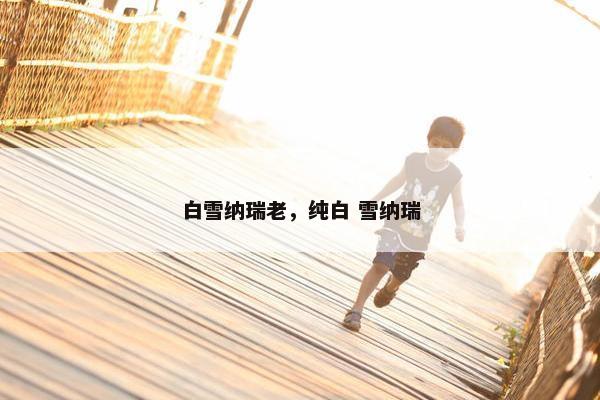 白雪纳瑞老，纯白 雪纳瑞