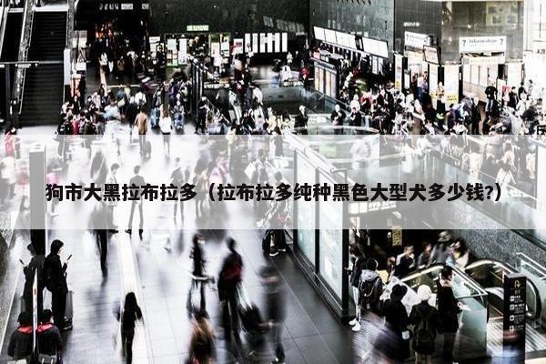 狗市大黑拉布拉多（拉布拉多纯种黑色大型犬多少钱?）