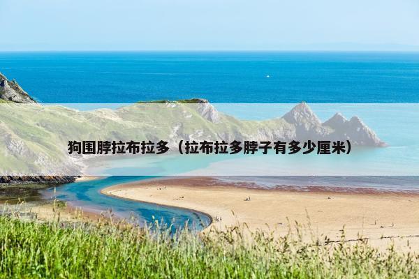 狗围脖拉布拉多（拉布拉多脖子有多少厘米）