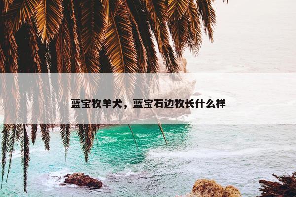蓝宝牧羊犬，蓝宝石边牧长什么样