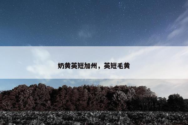 奶黄英短加州，英短毛黄