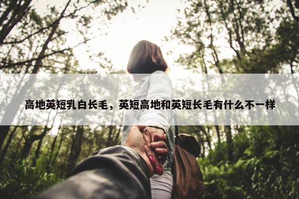 高地英短乳白长毛，英短高地和英短长毛有什么不一样