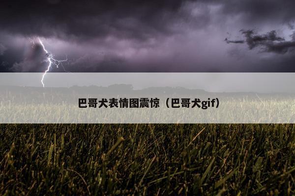 巴哥犬表情图震惊（巴哥犬gif）