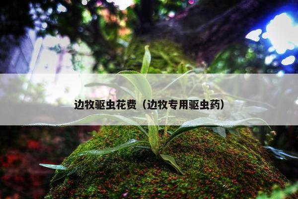 边牧驱虫花费（边牧专用驱虫药）