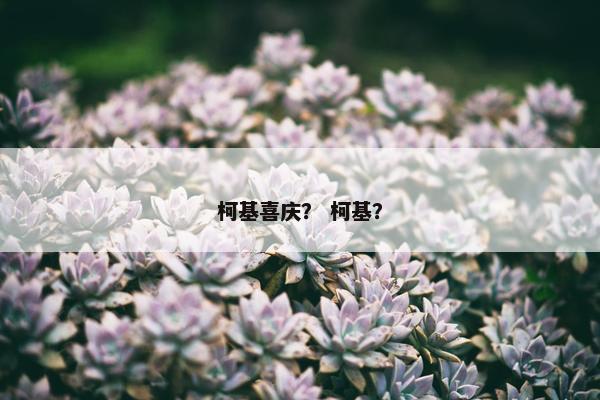 柯基喜庆？ 柯基？