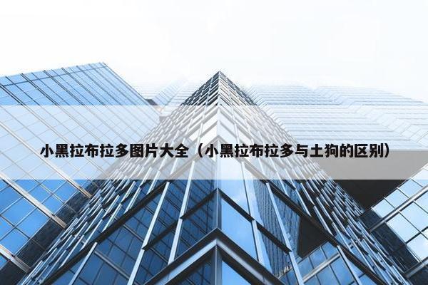 小黑拉布拉多图片大全（小黑拉布拉多与土狗的区别）