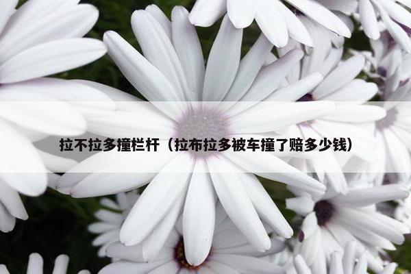 拉不拉多撞栏杆（拉布拉多被车撞了赔多少钱）