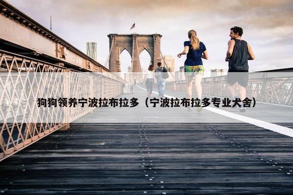 狗狗领养宁波拉布拉多（宁波拉布拉多专业犬舍）