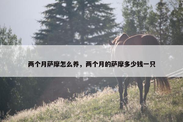 两个月萨摩怎么养，两个月的萨摩多少钱一只