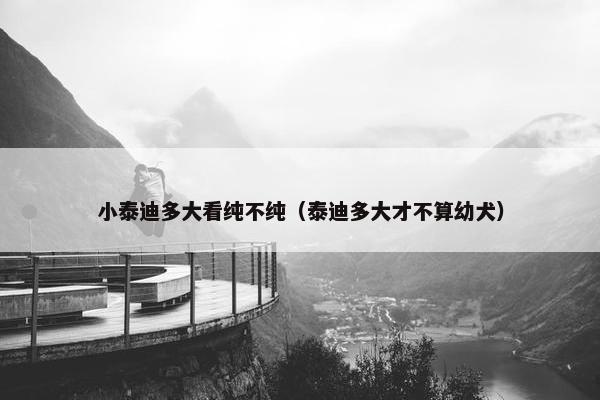 小泰迪多大看纯不纯（泰迪多大才不算幼犬）