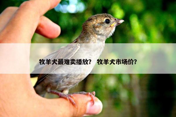 牧羊犬最难卖播放？ 牧羊犬市场价？