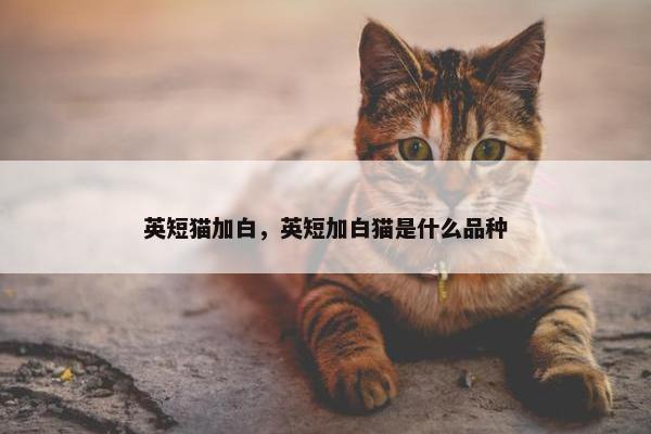 英短猫加白，英短加白猫是什么品种