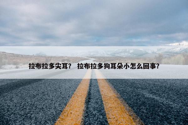 拉布拉多尖耳？ 拉布拉多狗耳朵小怎么回事？