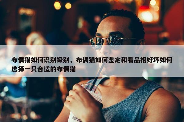 布偶猫如何识别级别，布偶猫如何鉴定和看品相好坏如何选择一只合适的布偶猫