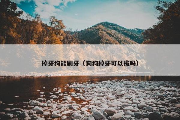 掉牙狗能刷牙（狗狗掉牙可以拔吗）
