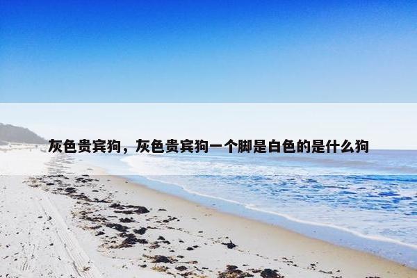 灰色贵宾狗，灰色贵宾狗一个脚是白色的是什么狗