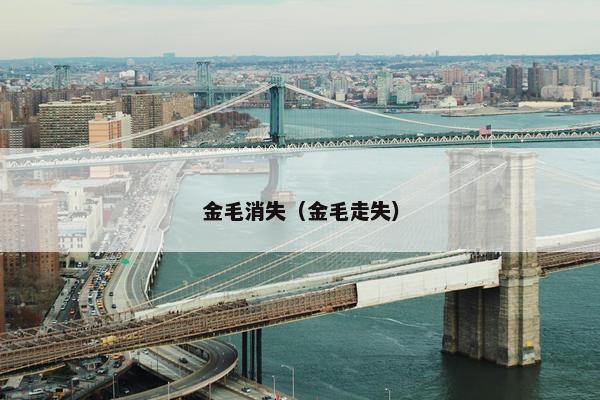 金毛消失（金毛走失）