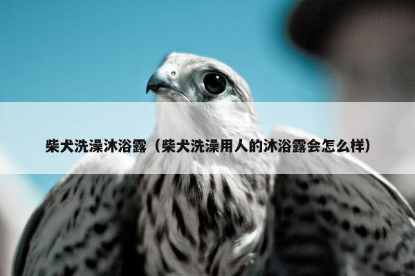 柴犬洗澡沐浴露（柴犬洗澡用人的沐浴露会怎么样）