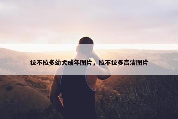 拉不拉多幼犬成年图片，拉不拉多高清图片