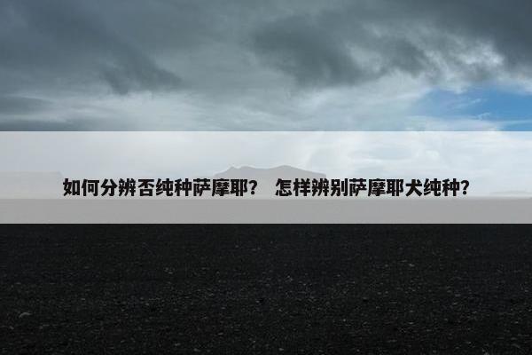 如何分辨否纯种萨摩耶？ 怎样辨别萨摩耶犬纯种？