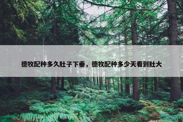 德牧配种多久肚子下垂，德牧配种多少天看到肚大