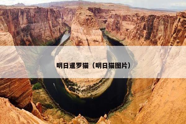 明日暹罗猫（明日猫图片）