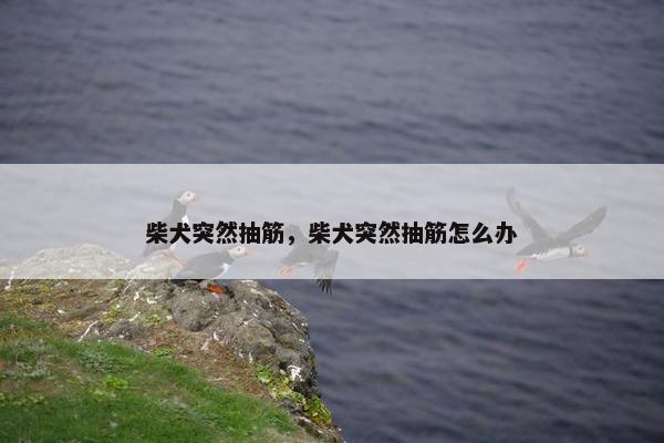 柴犬突然抽筋，柴犬突然抽筋怎么办