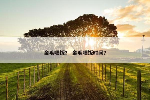 金毛喂饭？ 金毛喂饭时间？