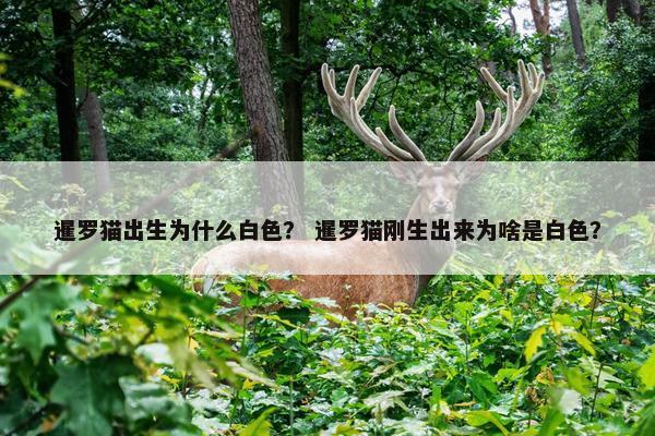 暹罗猫出生为什么白色？ 暹罗猫刚生出来为啥是白色？