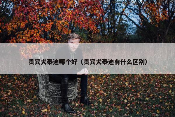 贵宾犬泰迪哪个好（贵宾犬泰迪有什么区别）