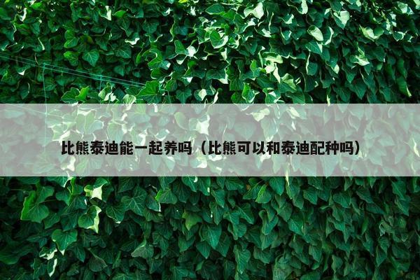 比熊泰迪能一起养吗（比熊可以和泰迪配种吗）