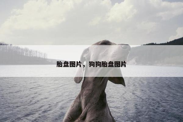 胎盘图片，狗狗胎盘图片