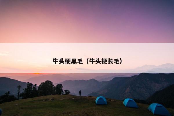 牛头梗黑毛（牛头梗长毛）