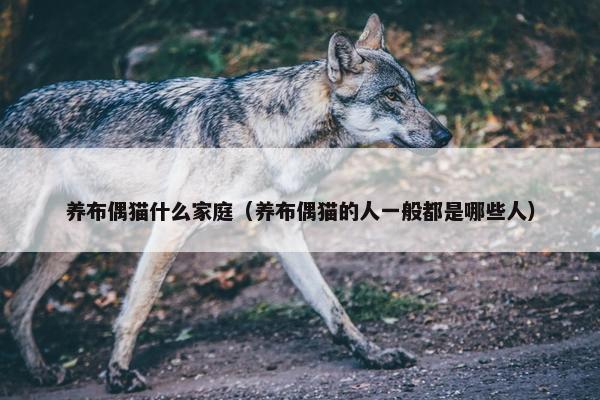 养布偶猫什么家庭（养布偶猫的人一般都是哪些人）