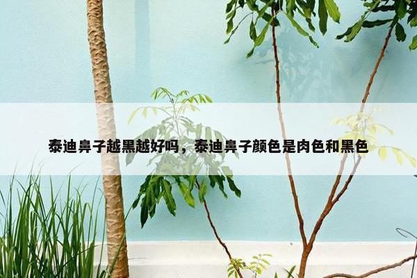 泰迪鼻子越黑越好吗，泰迪鼻子颜色是肉色和黑色