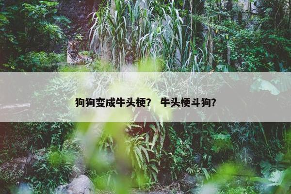 狗狗变成牛头梗？ 牛头梗斗狗？