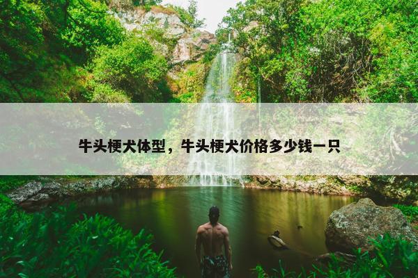 牛头梗犬体型，牛头梗犬价格多少钱一只