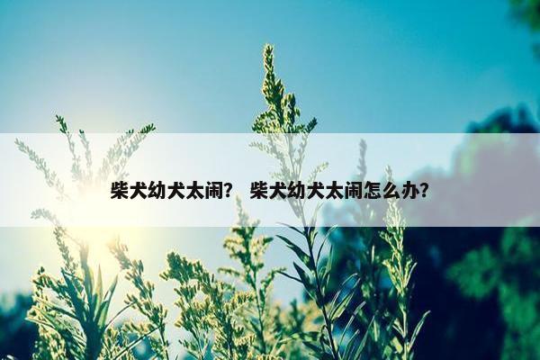 柴犬幼犬太闹？ 柴犬幼犬太闹怎么办？
