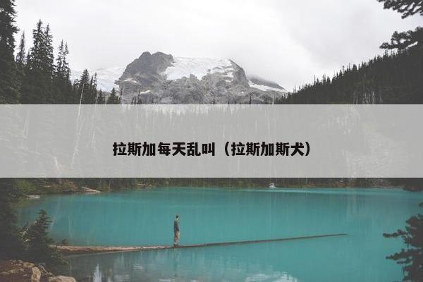 拉斯加每天乱叫（拉斯加斯犬）