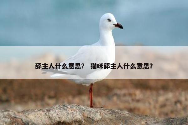 舔主人什么意思？ 猫咪舔主人什么意思？