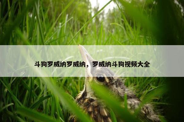 斗狗罗威纳罗威纳，罗威纳斗狗视频大全