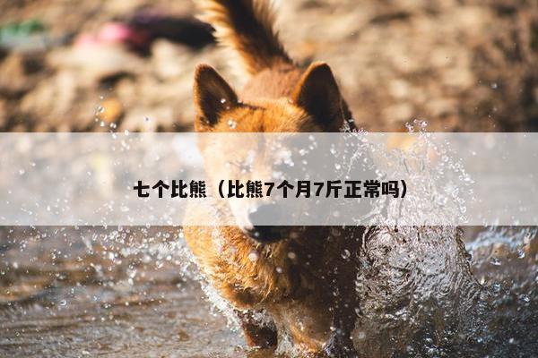 七个比熊（比熊7个月7斤正常吗）