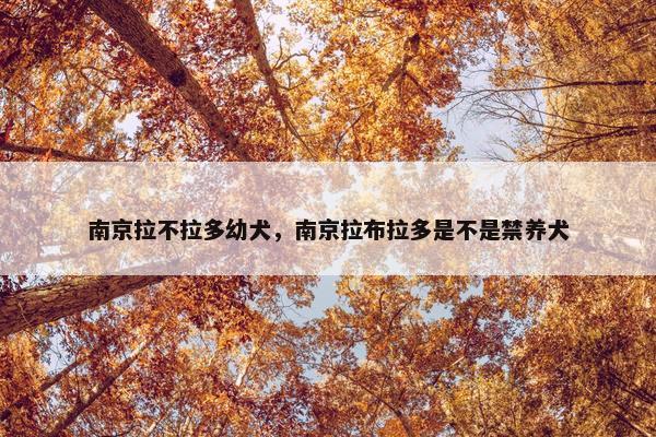 南京拉不拉多幼犬，南京拉布拉多是不是禁养犬