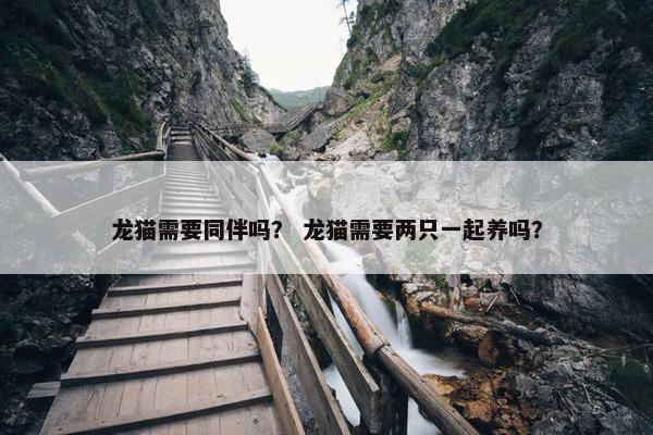 龙猫需要同伴吗？ 龙猫需要两只一起养吗？