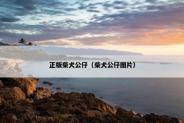 正版柴犬公仔（柴犬公仔图片）