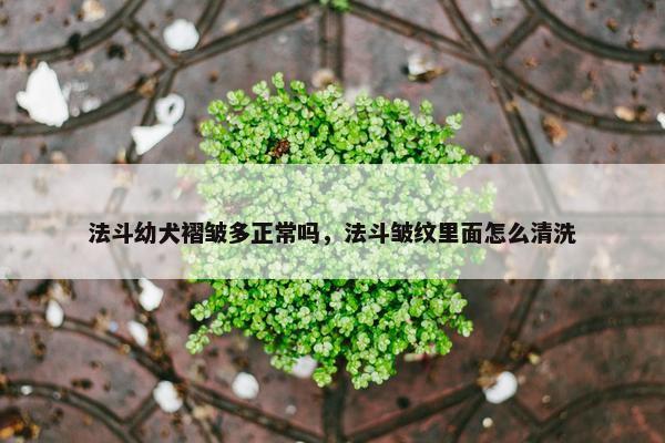 法斗幼犬褶皱多正常吗，法斗皱纹里面怎么清洗