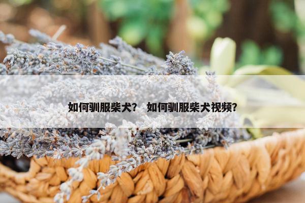 如何驯服柴犬？ 如何驯服柴犬视频？