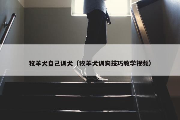 牧羊犬自己训犬（牧羊犬训狗技巧教学视频）