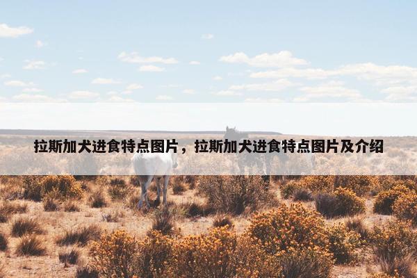 拉斯加犬进食特点图片，拉斯加犬进食特点图片及介绍